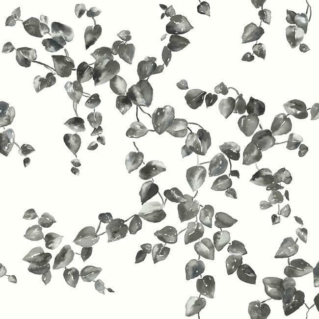 Creeping Fig Vine Wallpaper- Black/White FH4038