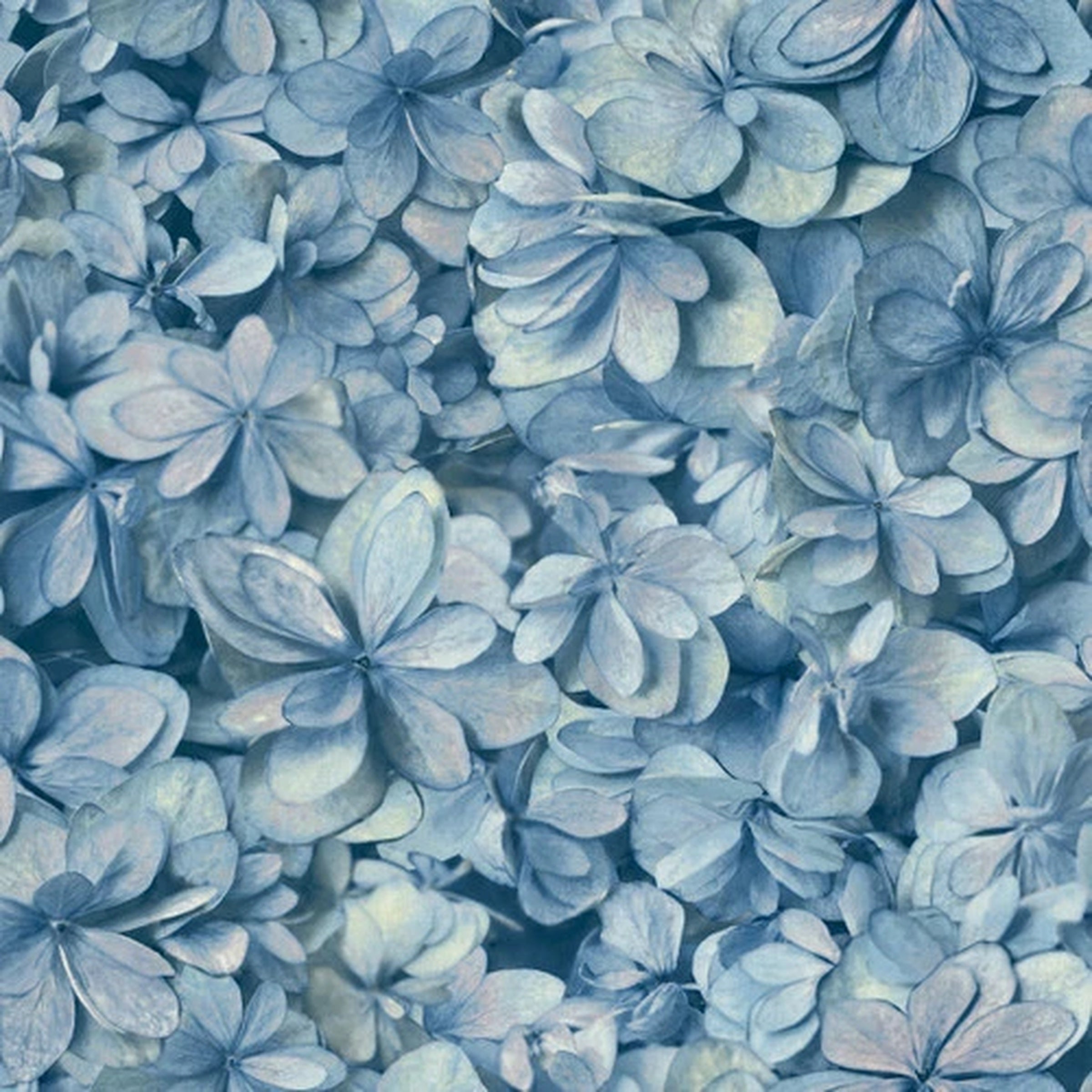 Hydrangea Bloom Wallpaper ON1618 Blue Floral York CLOSE OUT